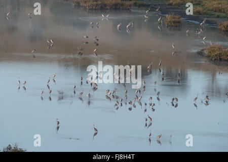 Tôt le matin dans les grues Bromfield Swamp. L'Australie a deux grues Brolga Grus rubicunda, la plus rare et Sarus Crane Grus antigone. La Brolga est Guinée est qu'une grue, vivant principalement dans les basses terres Trans-Fly de la Papouasie-Nouvelle-Guinée et de l'Irian Jaya, en Indonésie. Bien que Brolgas ont parfois été enregistrés dans le détroit de Torres, il n'y a apparemment pas de la migration régulière ou croisement entre Guinée et d'Australie Brolgas. La grue Sarus se produit en Inde, Asie du sud-est et en Australie. Des études génétiques indiquent c'est plus de 30 000 ans que les grues Sarus australienne se croisèrent avec Sarus à partir de Banque D'Images