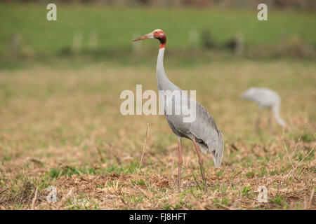 Grues Sarus australienne, vol à l'atterrissage ou le pâturage sur les terres agricoles de l'Atherton. L'Australie a deux grues Brolga Grus rubicunda, la plus rare et Sarus Crane Grus antigone. La Brolga est Guinée est qu'une grue, vivant principalement dans les basses terres Trans-Fly de la Papouasie-Nouvelle-Guinée et de l'Irian Jaya, en Indonésie. Bien que Brolgas ont parfois été enregistrés dans le détroit de Torres, il n'y a apparemment pas de la migration régulière ou croisement entre Guinée et d'Australie Brolgas. La grue Sarus se produit en Inde, Asie du sud-est et en Australie. Des études génétiques indiquent c'est plus de 30 000 Banque D'Images