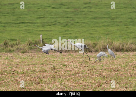 Les grues Brolgas australienne - flying, danser, jouer ou de pâturage sur les champs de l'Atherton Tablelands. L'Australie a deux grues Brolga Grus rubicunda, la plus rare et Sarus Crane Grus antigone. La Brolga est Guinée est qu'une grue, vivant principalement dans les basses terres Trans-Fly de la Papouasie-Nouvelle-Guinée et de l'Irian Jaya, en Indonésie. Bien que Brolgas ont parfois été enregistrés dans le détroit de Torres, il n'y a apparemment pas de la migration régulière ou croisement entre Guinée et d'Australie Brolgas. La grue Sarus se produit en Inde, Asie du sud-est et en Australie. Des études génétiques indiquent c'est plus Banque D'Images