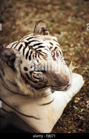 Tigre blanc, bharatpur, Rajasthan, Inde, Asie Banque D'Images