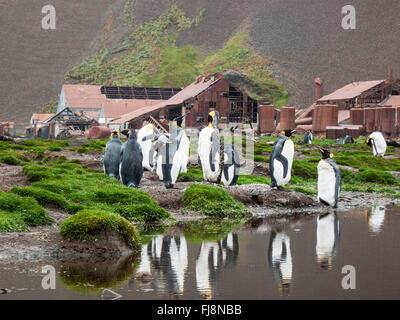 Manchot royal (Aptenodytes patagonicus) adultes à la colonie avec de l'eau sur la plage, et les vieux bâtiments de l'industrie l'étanchéité la Géorgie du Sud Banque D'Images