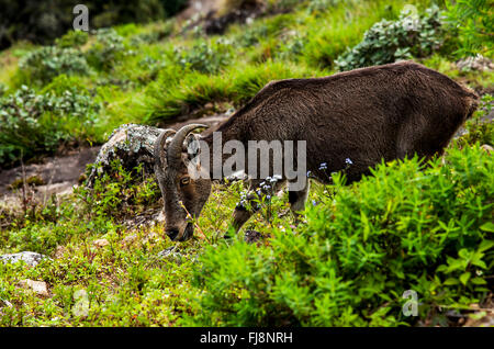 Nilgiri tahr, eravikulam Wildlife Sanctuary, munnar, Kerala, Inde, Asie Banque D'Images