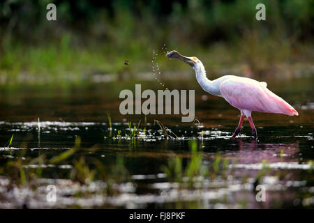 Roseate Spoonbill, Pantanal, Mato Grosso, Brésil, Amérique du Sud / (Ajaia ajaja) Banque D'Images