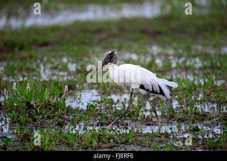 Cigogne en bois, des profils sur prairie à chercher de la nourriture, Pantanal, Mato Grosso, Brésil, Amérique du Sud / (Mycteria americana) Banque D'Images