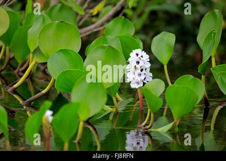 La jacinthe d'eau, fleurs dans l'eau, Pantanal, Mato Grosso, Brésil, Amérique du Sud / (Eichhornia crassipes) Banque D'Images