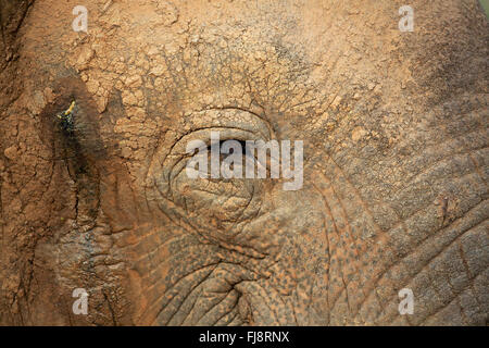 L'éléphant d'Asie, Sri Lanka, l'éléphant mâle adulte, le Parc National de Bundala, Sri Lanka, Asie / (Elephas maximus maximus) Banque D'Images