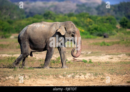 L'éléphant d'Asie, Sri Lanka, l'éléphant mâle adulte, le parc national de Yala, au Sri Lanka, en Asie / (Elephas maximus maximus) Banque D'Images