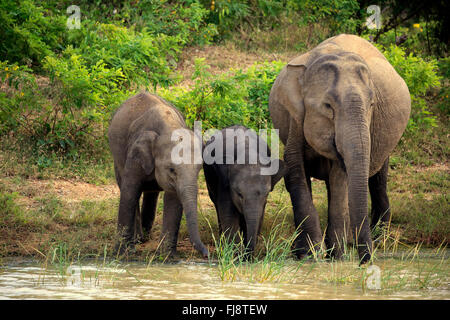 L'éléphant, du Sri Lanka, de l'éléphant d'Asie femelle avec de l'eau à youngs, parc national de Yala, au Sri Lanka, en Asie / (Elephas maximus maximus) Banque D'Images