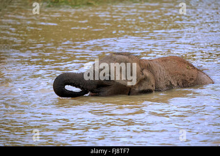 L'éléphant, du Sri Lanka, de l'éléphant d'Asie, les jeunes, le parc national de Yala au Sri Lanka, en Asie / (Elephas maximus maximus) Banque D'Images