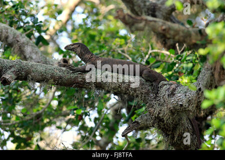 Moniteur du Bengale, des profils sur l'arbre, le parc national de Yala, au Sri Lanka, en Asie / (Varanus bengalensis) Banque D'Images