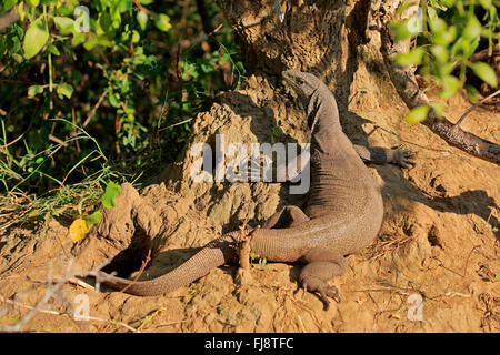 Moniteur du Bengale, le parc national de Yala, au Sri Lanka, en Asie / (Varanus bengalensis) Banque D'Images