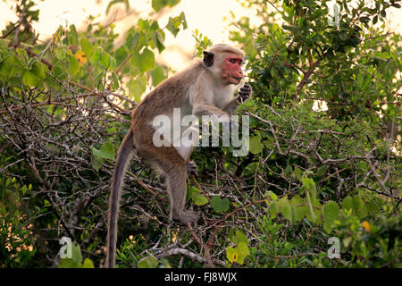 Red Monkey, des profils sur les arbres, le parc national de Yala, au Sri Lanka, en Asie / (Macaca sinica) Banque D'Images