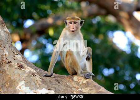 Red Monkey, des profils sur l'arbre, le parc national de Yala, au Sri Lanka, en Asie / (Macaca sinica) Banque D'Images