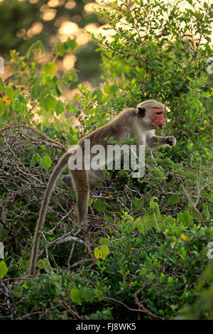 Red Monkey, des profils sur les arbres, le parc national de Yala, au Sri Lanka, en Asie / (Macaca sinica) Banque D'Images