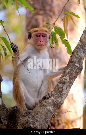Red Monkey, femme adulte sur l'arbre, le parc national de Yala, au Sri Lanka, en Asie / (Macaca sinica) Banque D'Images