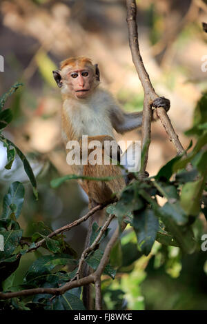 Red Monkey, des profils sur l'arbre, le parc national de Yala, au Sri Lanka, en Asie / (Macaca sinica) Banque D'Images