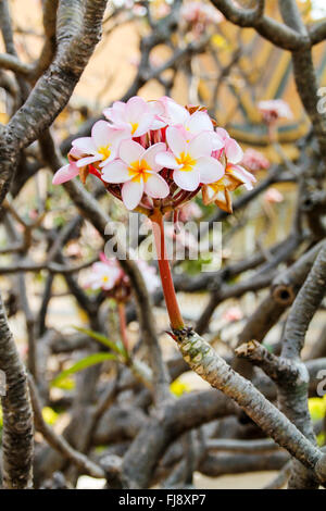 Magnolia en fleurs. Banque D'Images