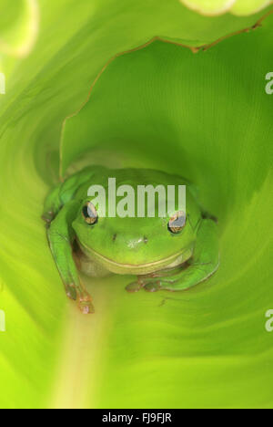 Une rainette assis à l'intérieur d'un grand large feuille verte. Banque D'Images