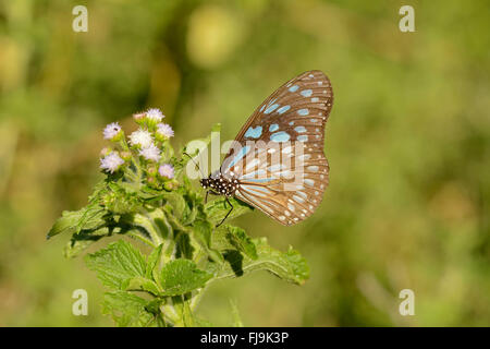 Tigre bleu de l'Afrique (Papillon Tirumala petiverana) adulte perché sur les montagnes de l'usine, Mathews, Kenya, octobre Banque D'Images