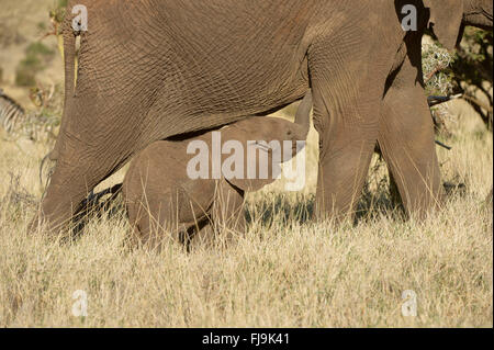 L'éléphant africain (Loxodonta africana) calf essaie de téter de la mère, Lews Wildlife Conservancy, Kenya, octobre Banque D'Images