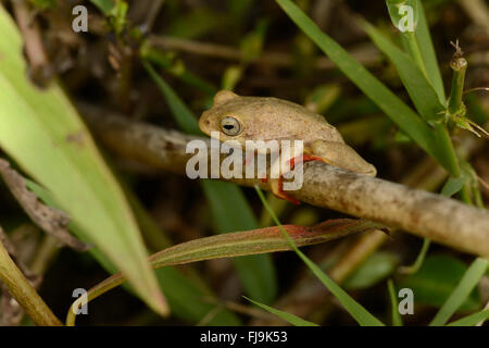 Roseau commun Grenouille (Hyperolius viridiflavus/Hyperolius glandicolor complexe) Variation de couleur jaune et rouge, Mathews Mountians, Ke Banque D'Images