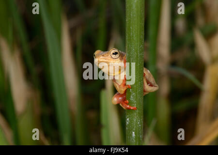 Roseau commun Grenouille (Hyperolius viridiflavus/Hyperolius glandicolor complexe) Variation de couleur jaune et rouge, Mathews Mountians, Ke Banque D'Images