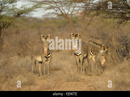 Le Zèbre de Grévy (Equus grevyi) trois ensemble dans les garrigues, Shaba National Reserve, Kenya, octobre Banque D'Images