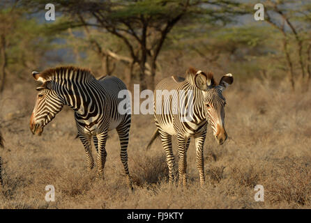 Le Zèbre de Grévy (Equus grevyi) deux ensemble dans les garrigues, Shaba National Reserve, Kenya, octobre Banque D'Images