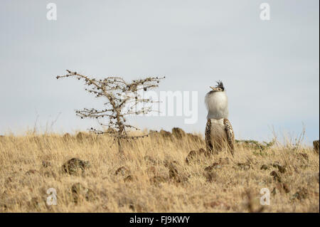 Outarde Kori (Ardeotis kori) mâle adulte, l'affichage et en plein essor, Lewa Wildlife Reserve, Kenya, octobre Banque D'Images