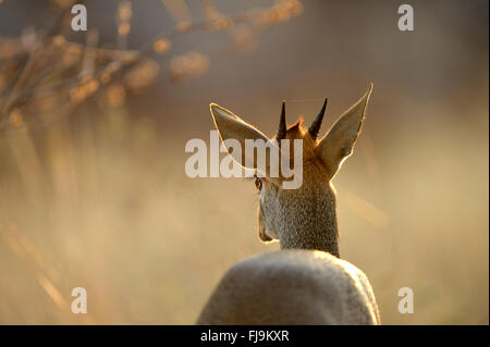 Kirk's Hôtel Dikdik (Madoqua kirkii) Vue de derrière, dans la lumière du soir, Shaba National Reserve, Kenya, octobre Banque D'Images