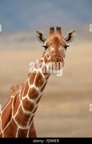 Giraffe réticulée (Giraffa camelopardalis reticulata) gros plan de la tête et du cou, Shaba National Reserve, Kenya, octobre Banque D'Images