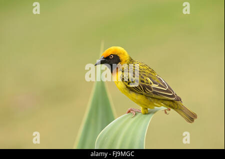 Speke's Weaver (Ploceus spekei) mâle adulte, perché sur feuille d'aloès, Lewa Wildlife Reserve, Kenya, octobre Banque D'Images