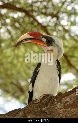 Von der Decken's Hornbill (Tockus deckeni) mâle adulte, perché sur branche, Shaba National Reserve, Kenya, octobre Banque D'Images