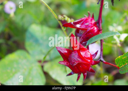 Fleurs de Roselle en Thailande C et ils peuvent être transformés en boissons thé Banque D'Images