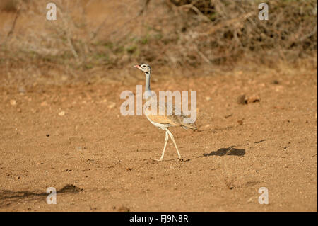 Outarde à ventre blanc (Eupodotis senegalensis) d'hommes marcher dans le sable, Shaba National Reserve, Kenya, octobre Banque D'Images