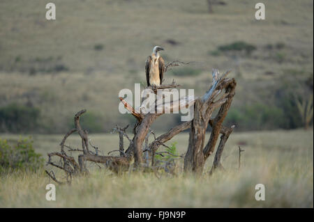 Vautour africain (Gyps africanus) adulte perché sur une faible arbre mort, Lewa Wildlife Reserve, Kenya, octobre Banque D'Images