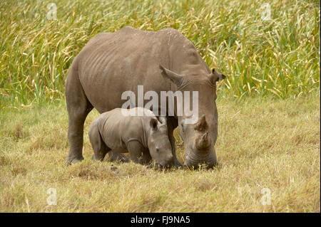 Le rhinocéros blanc (Ceratotherium simum) des profils avec veau, Lewa Wildlife Conservancy, Kenya, octobre Banque D'Images