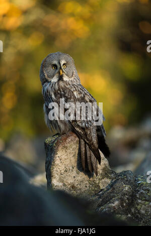 Great Grey Owl / Bartkauz ( Strix nebulosa ) perché sur un rocher, première lumière du matin, devant des bois colorés automnaux, Europe. Banque D'Images