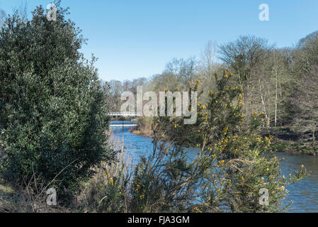 Bush ajoncs en fleurs à côté de la rivière Taff, Cardiff. Banque D'Images