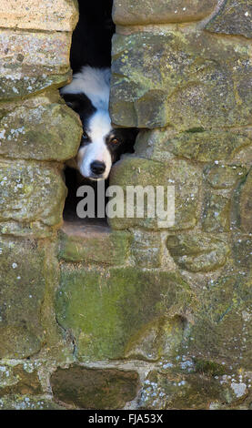 Un Border Collie à la fenêtre par une fente dans un ancien bâtiment agricole. Le Collie est Wall Eyed c.-à-d. les yeux de couleurs différentes Banque D'Images