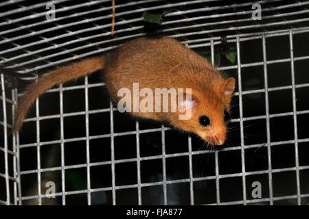 Muscardinus avellanarius Hazel (Vanessa cardui) étude d'une version de 'soft' bientôt après la tombée de la cage le jour de diffusion, Dorset, UK. Banque D'Images