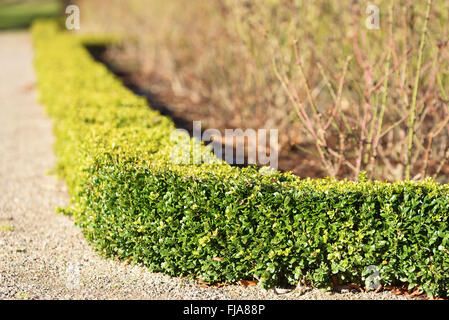 Evergreen est très faible (buis Buxus sempervirens) couverture ornent un jardin de roses au début du printemps, avant les feuilles roses a ou bleu ... Banque D'Images