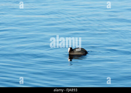 Une seule Foulque macroule (Fulica atra) natation en eau libre. Banque D'Images