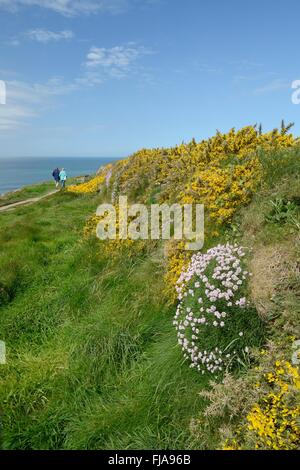 Sea thrift et l'ajonc commun arbustes floraison sur un mur à côté d'une falaise chemin utilisé par deux promeneurs, Cornwall, UK Banque D'Images