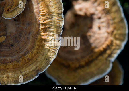 La fructification des champignons SUPPORT ARTISTES,Grande-bretagne Banque D'Images