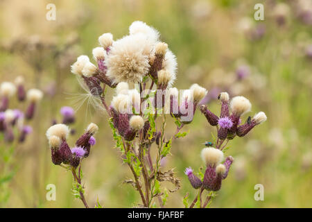 Les capitules de chardon des champs (Cirsium arvense) Banque D'Images