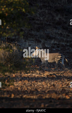 Zebra dans la concession de Palmwag. Banque D'Images