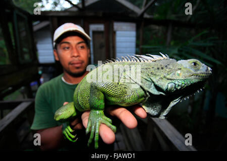 Belizean man holding a green Iguana iguane vert (Iguana iguana), également connu sous le nom de l'iguane commun ou iguane américain Banque D'Images