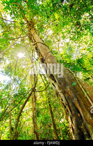 Figue ou vigne Stronger, parc national de Khao Yai - partie du complexe forestier Dong Phayayen-Khao Yai protégé par l'UNESCO, Nakhon Ratchasima, Thaïlande Banque D'Images