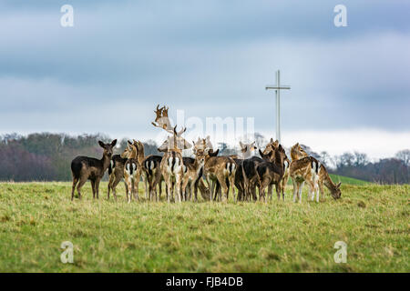 Troupeau de daims en vertu de la croix papale dans le Phoenix Park de Dublin Irlande Banque D'Images